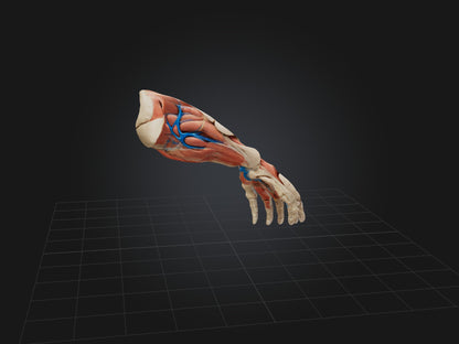 Flexor Pollicis Brevis Muscle Model 3D model