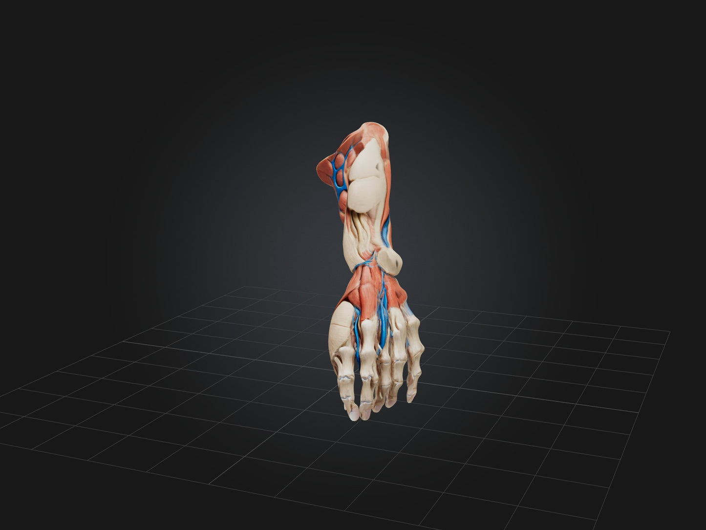 Flexor Pollicis Brevis Muscle Model 3D model