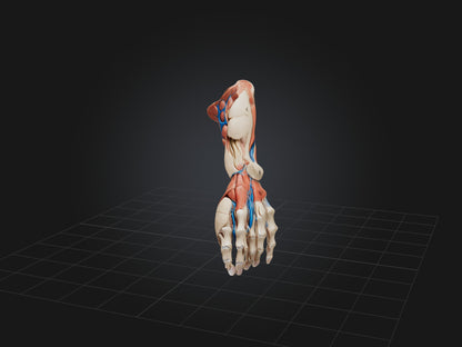 Flexor Pollicis Brevis Muscle Model 3D model