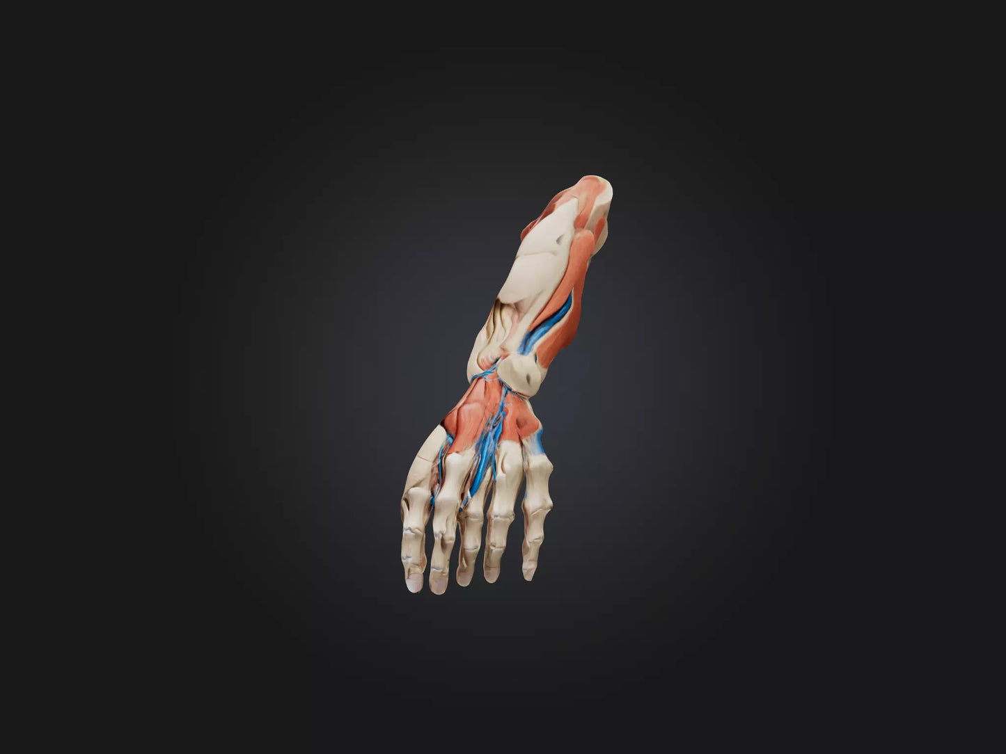 Flexor Pollicis Brevis Muscle Model 3D model