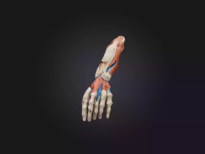 Flexor Pollicis Brevis Muscle Model 3D model