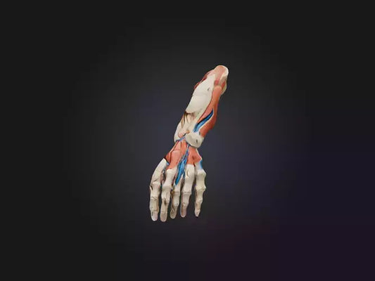 Flexor Pollicis Brevis Muscle Model 3D model