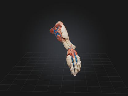 Flexor Pollicis Brevis Muscle Model 3D model