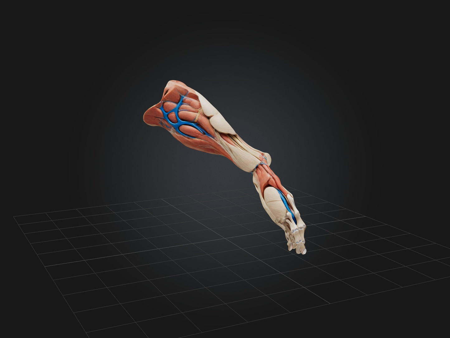 Flexor Pollicis Brevis Muscle Model 3D model