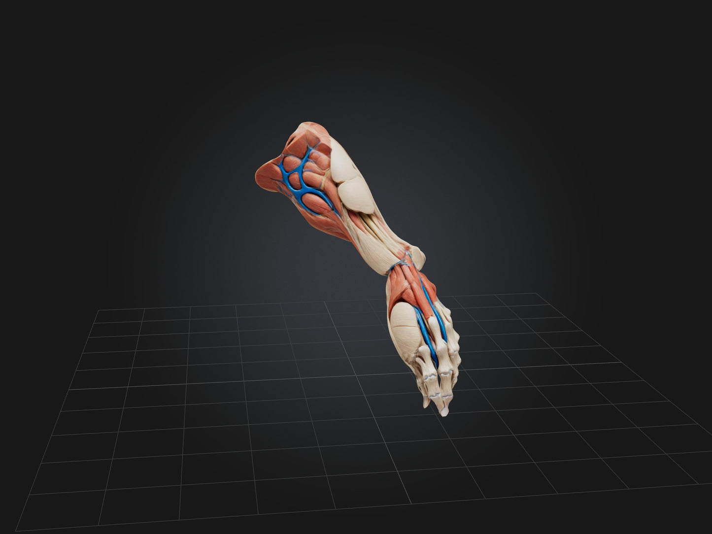 Flexor Pollicis Brevis Muscle Model 3D model