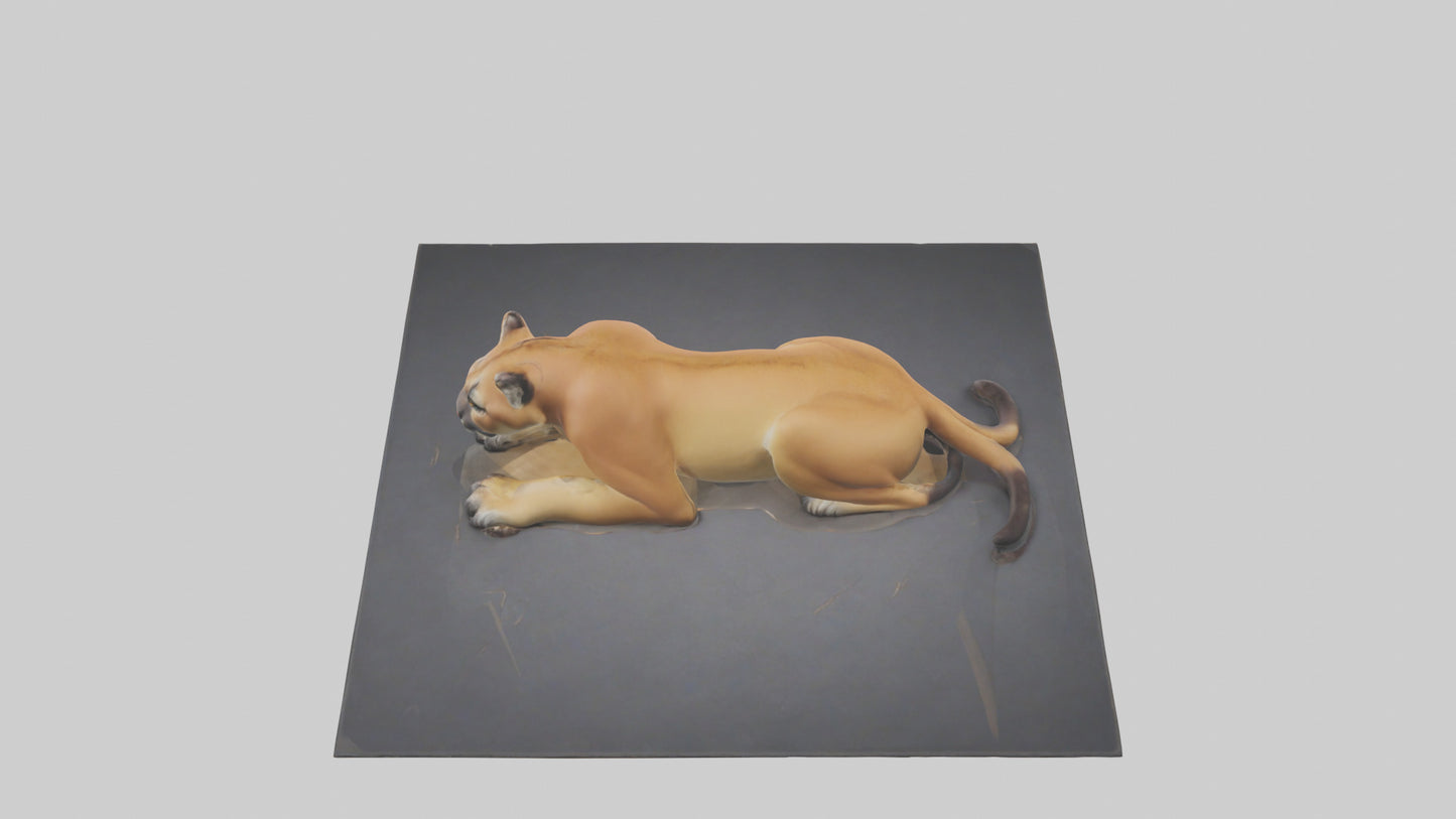 Florida Panther resting model 3D model