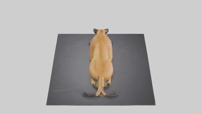 Florida Panther resting model 3D model
