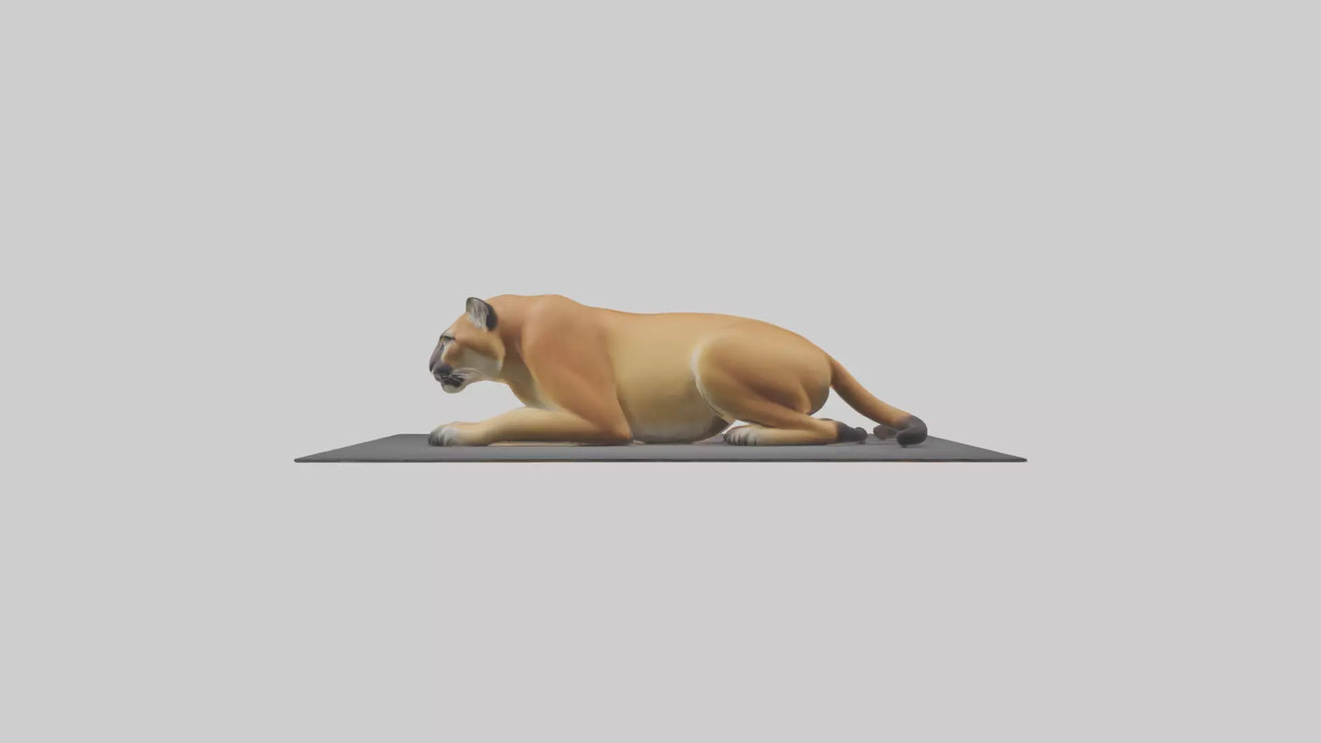 Florida Panther resting model 3D model