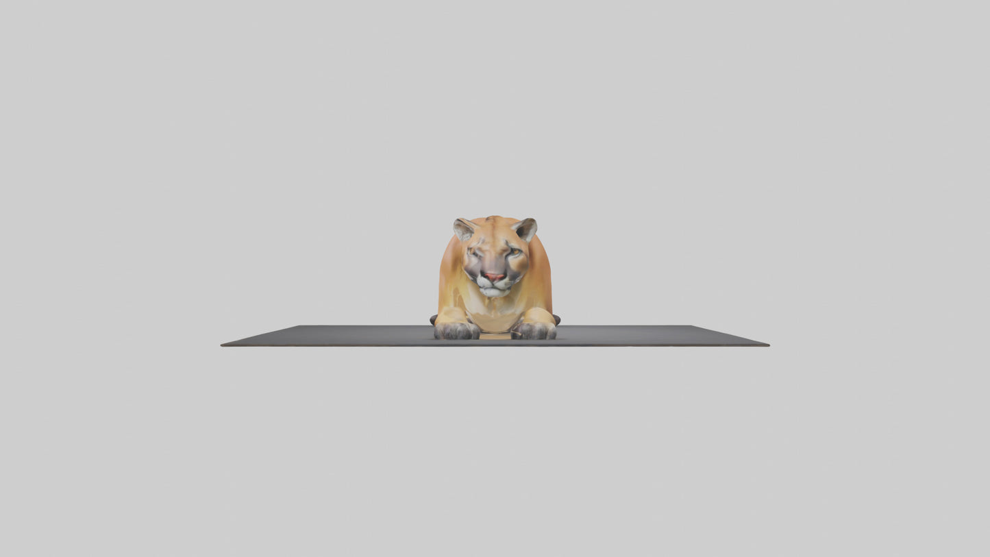 Florida Panther resting model 3D model