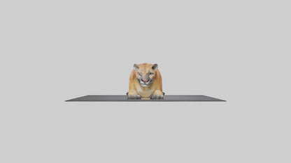 Florida Panther resting model 3D model
