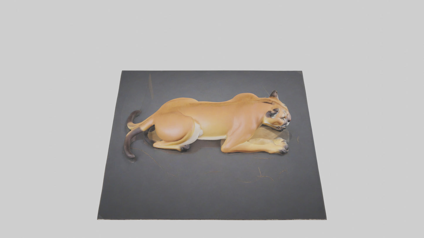 Florida Panther resting model 3D model