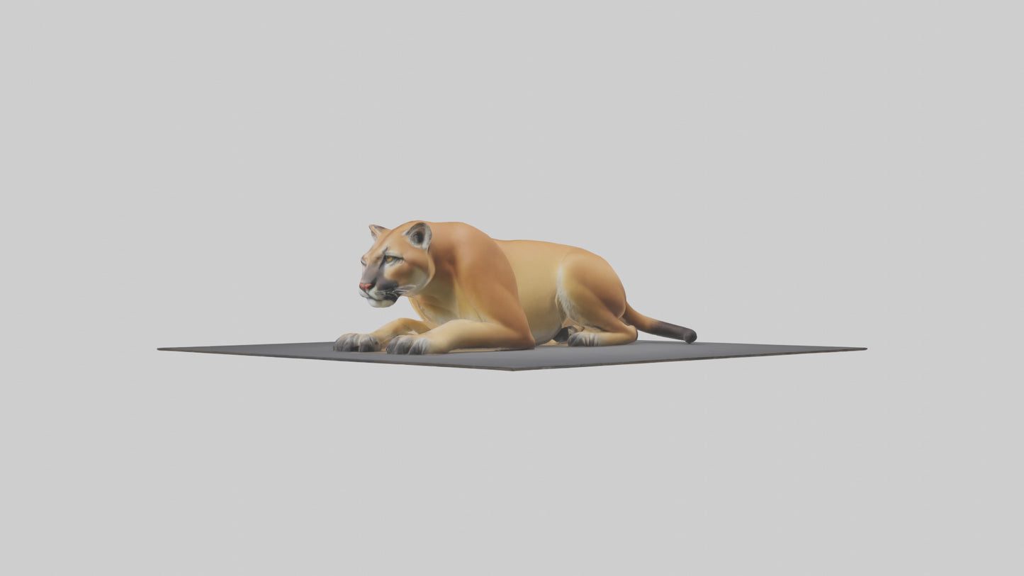 Florida Panther resting model 3D model