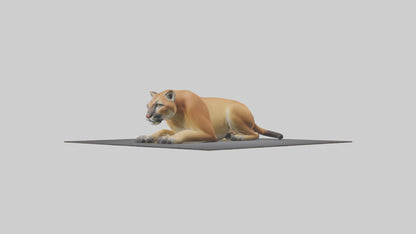 Florida Panther resting model 3D model