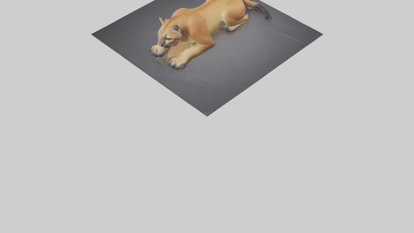 Florida Panther resting model 3D model