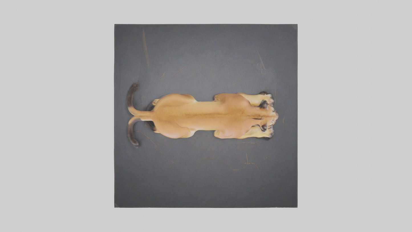 Florida Panther resting model 3D model