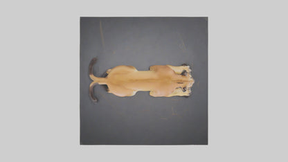 Florida Panther resting model 3D model