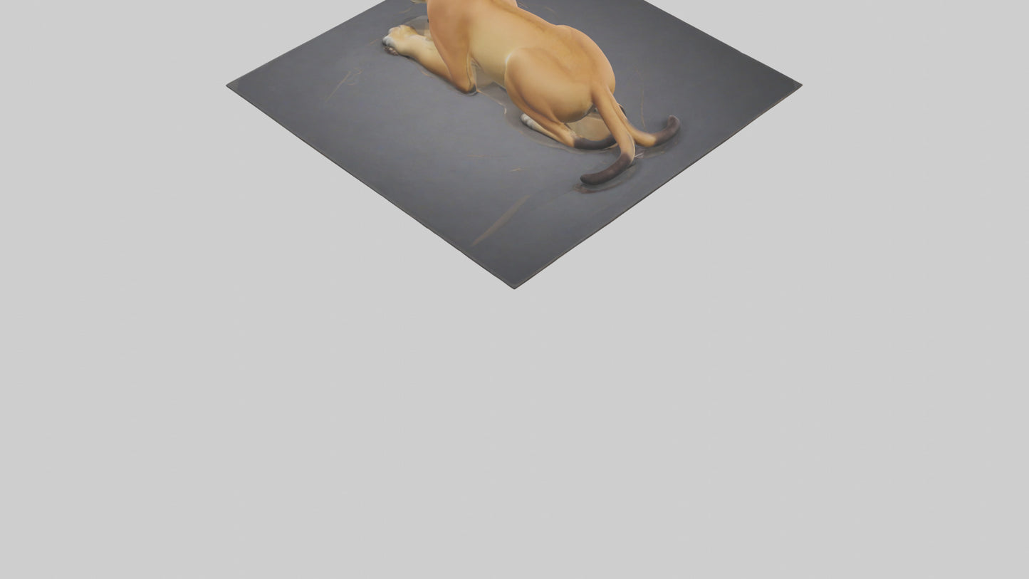 Florida Panther resting model 3D model
