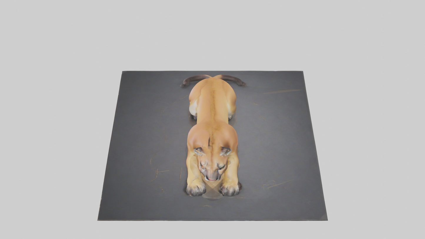 Florida Panther resting model 3D model