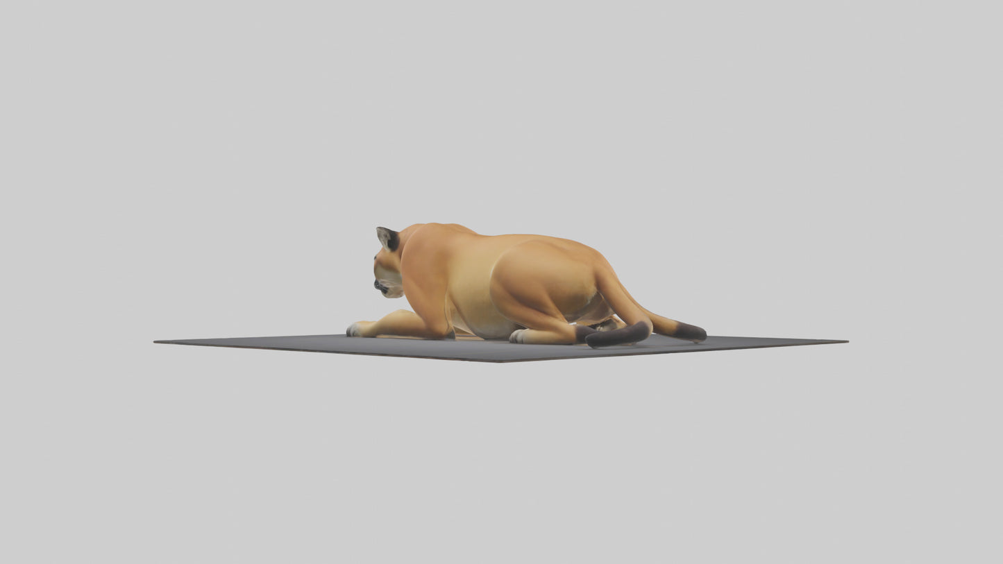 Florida Panther resting model 3D model