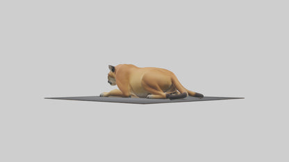 Florida Panther resting model 3D model