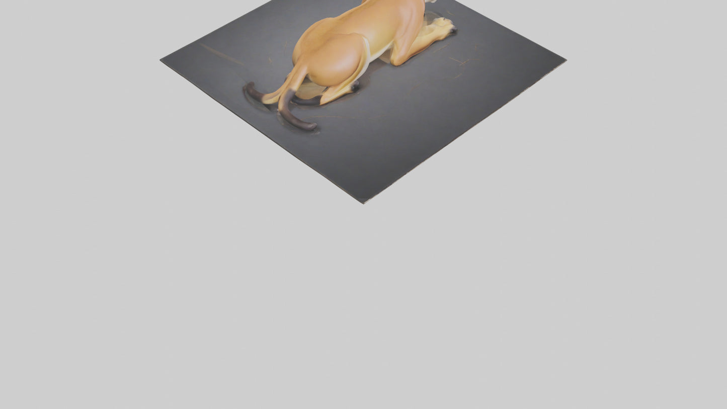 Florida Panther resting model 3D model