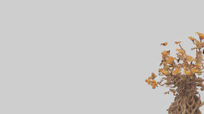 3D model Flowering Root Sculpture model VR / AR / low-poly