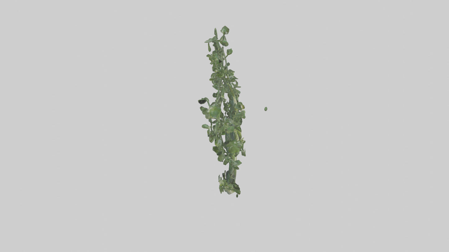 Flowing Plant Form Sculpture model 3D model