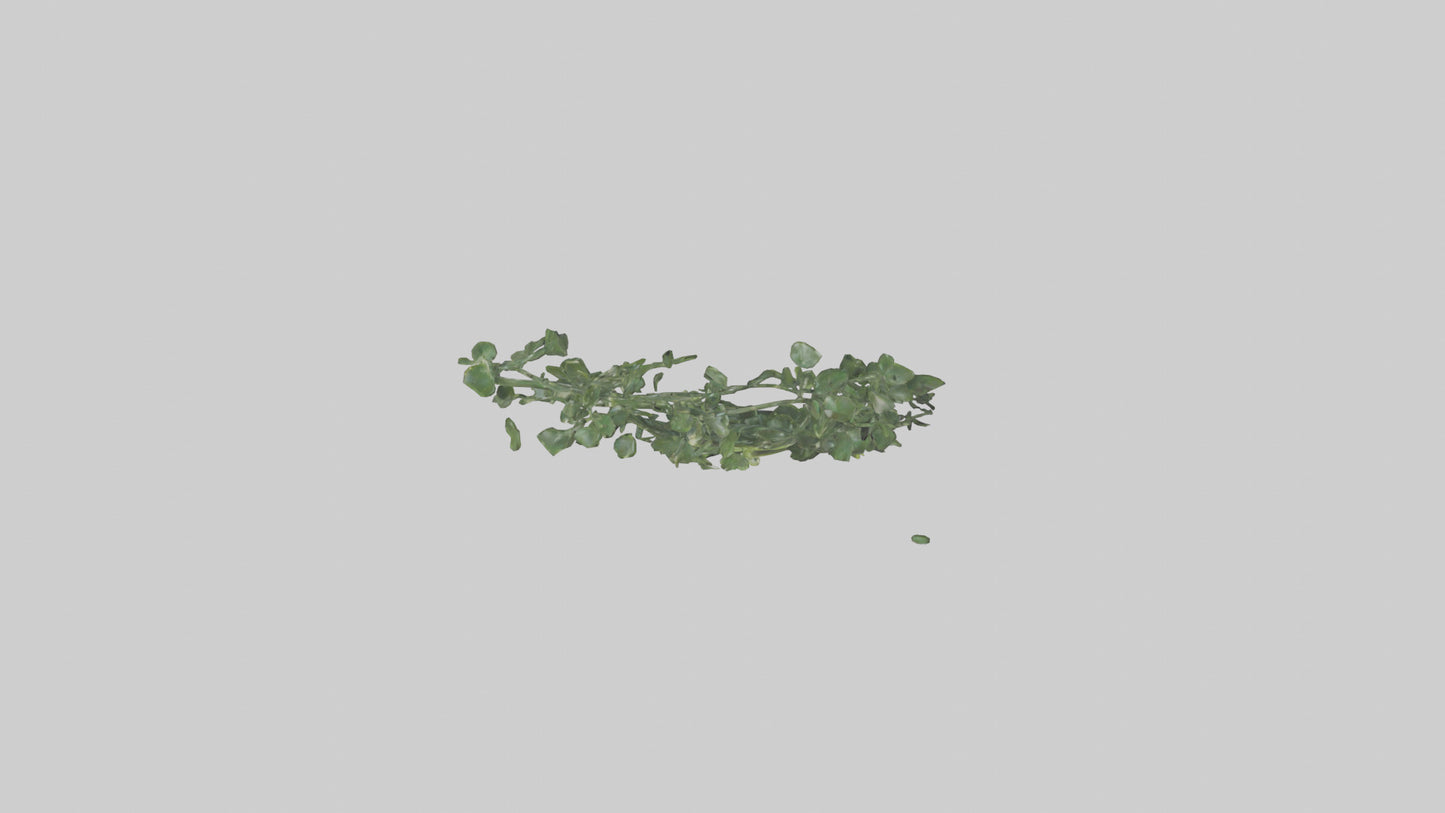 Flowing Plant Form Sculpture model 3D model