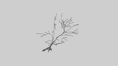 Fluid Branch Sculpture model VR / AR / low-poly