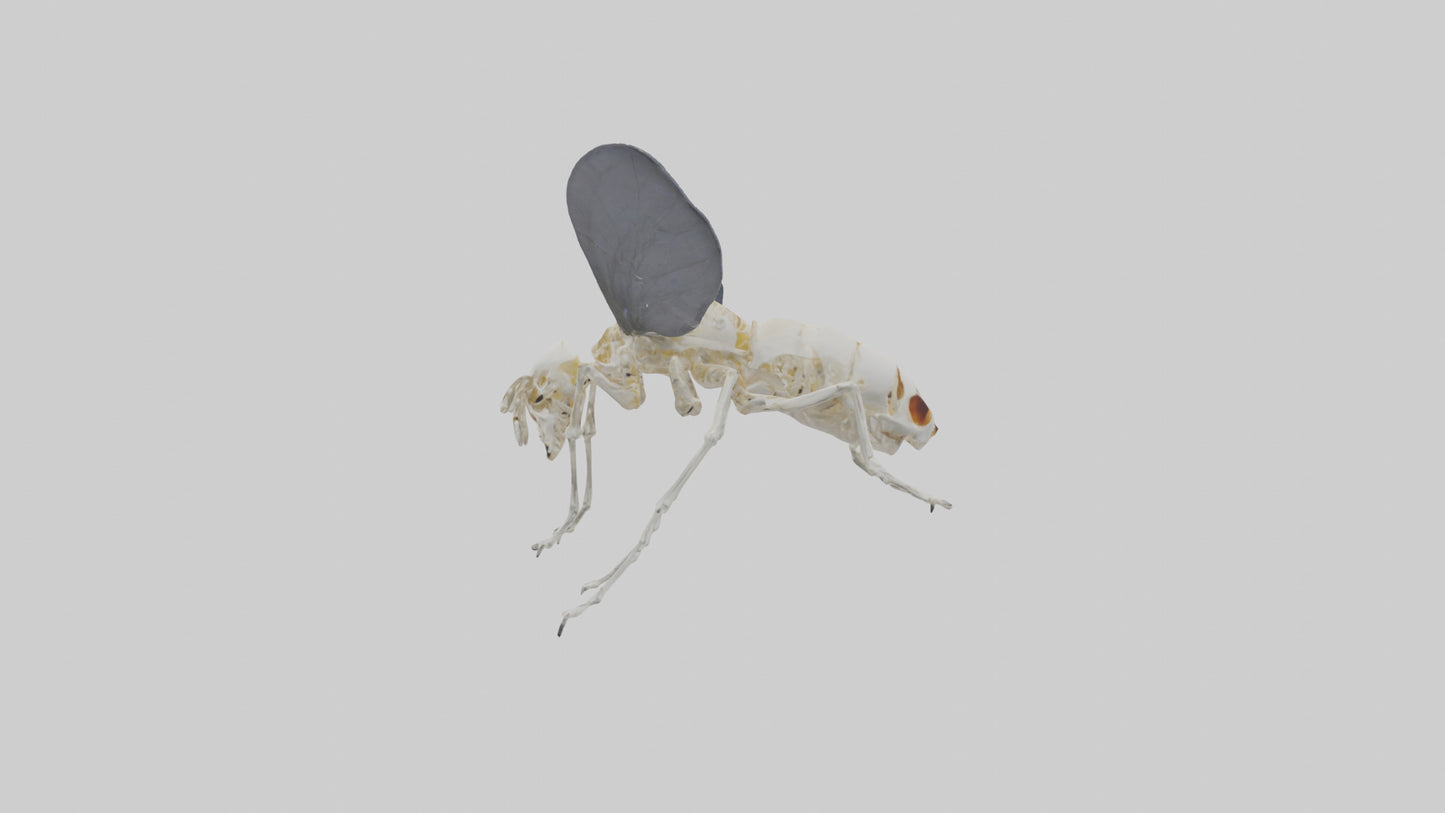 Fly Skeleton model 3D model