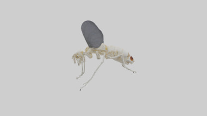 Fly Skeleton model 3D model