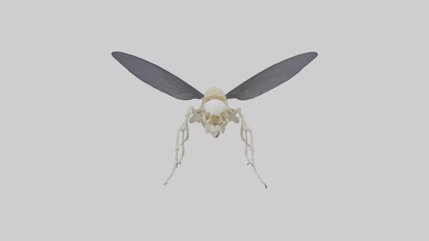 Fly Skeleton model 3D model