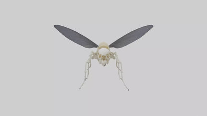 Fly Skeleton model 3D model