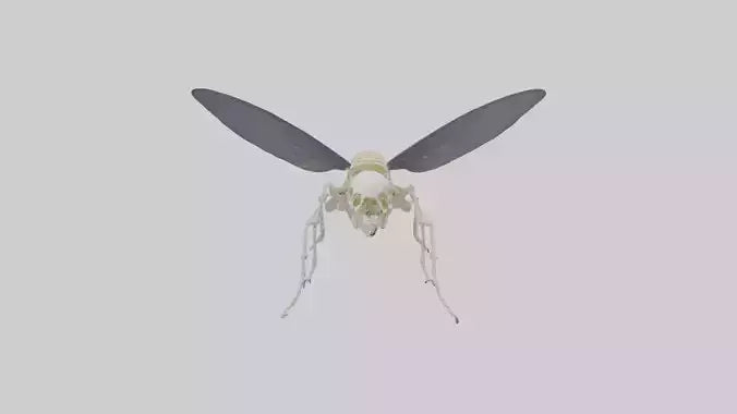 Fly Skeleton model 3D model