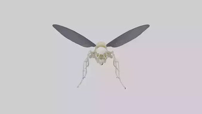 Fly Skeleton model 3D model