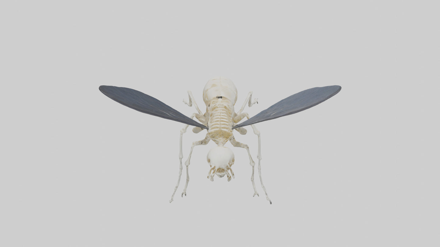 Fly Skeleton model 3D model