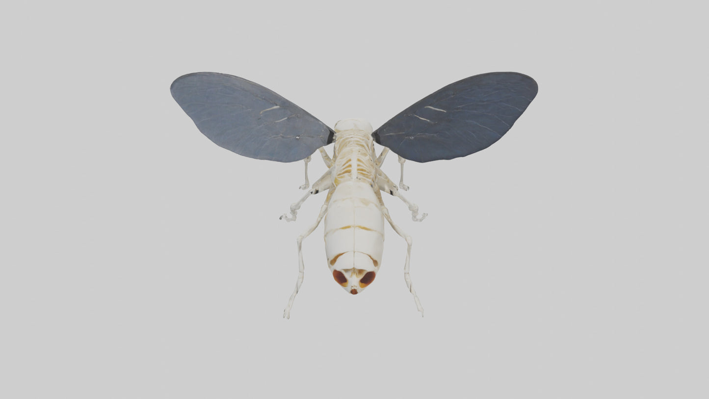 Fly Skeleton model 3D model