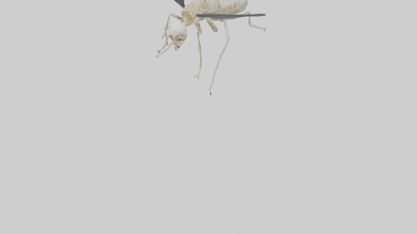 Fly Skeleton model 3D model