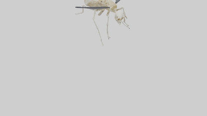 Fly Skeleton model 3D model