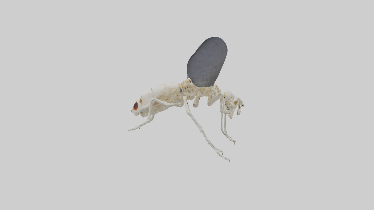 Fly Skeleton model 3D model