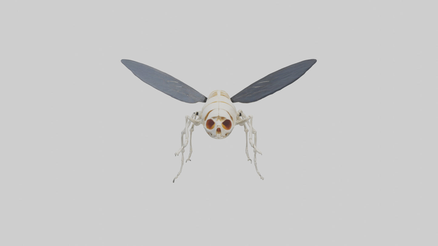 Fly Skeleton model 3D model