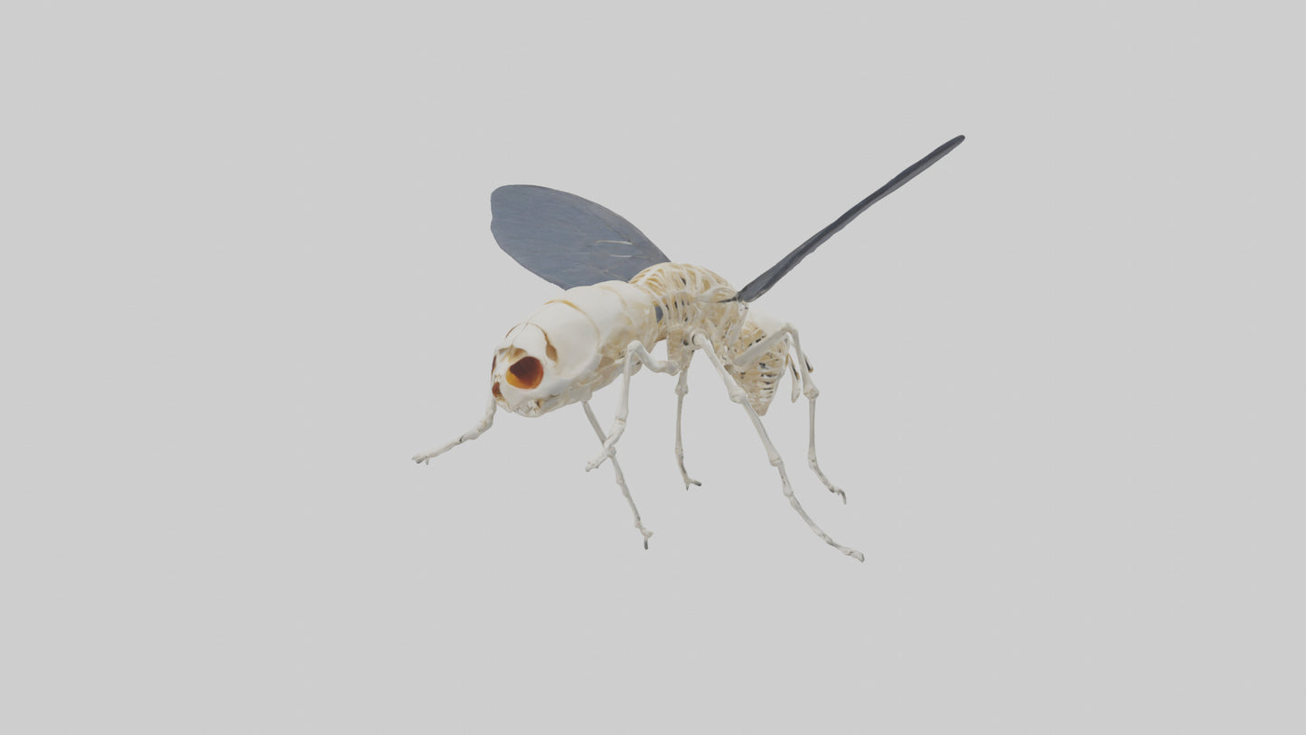 Fly Skeleton model 3D model