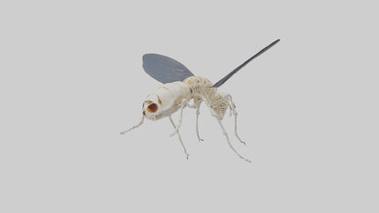 Fly Skeleton model 3D model