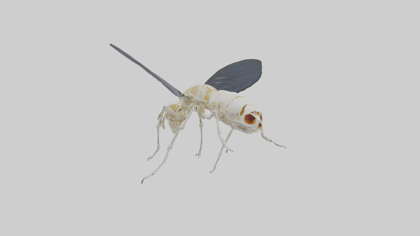 Fly Skeleton model 3D model