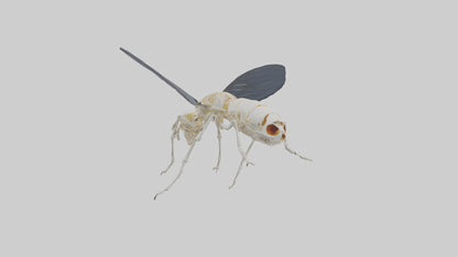Fly Skeleton model 3D model