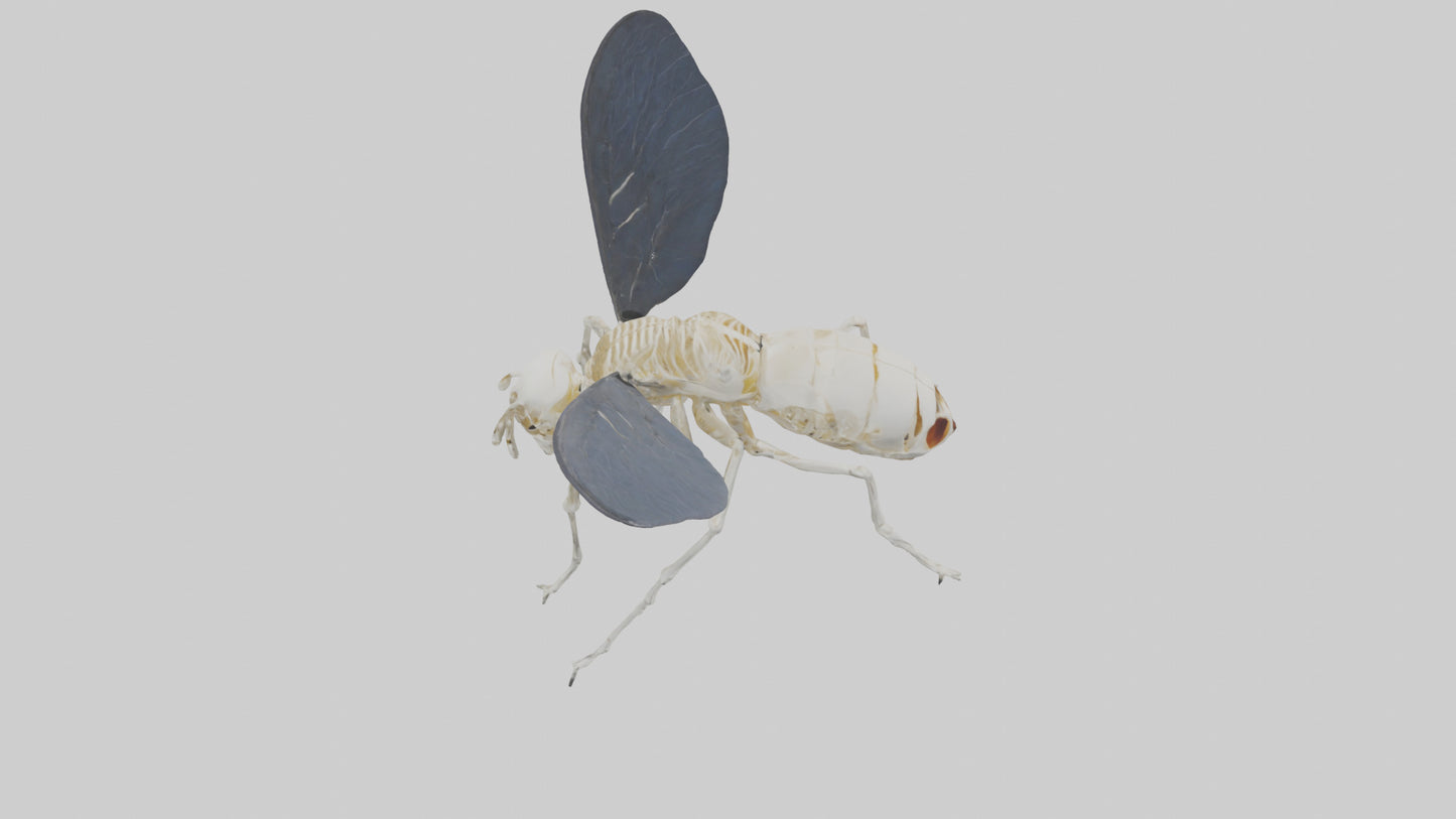Fly Skeleton model 3D model