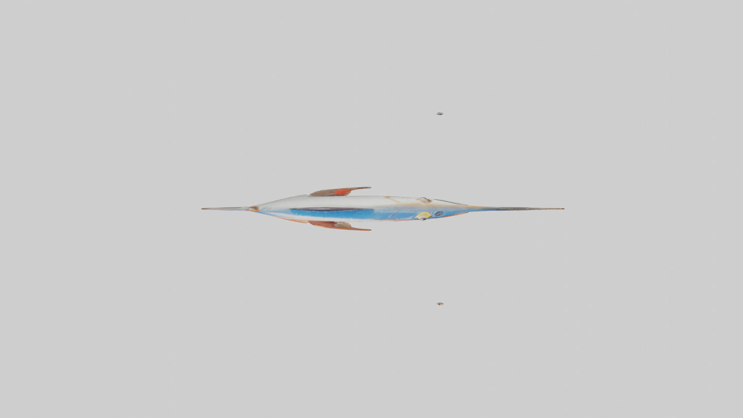 Flying Fish leaping model 3D model