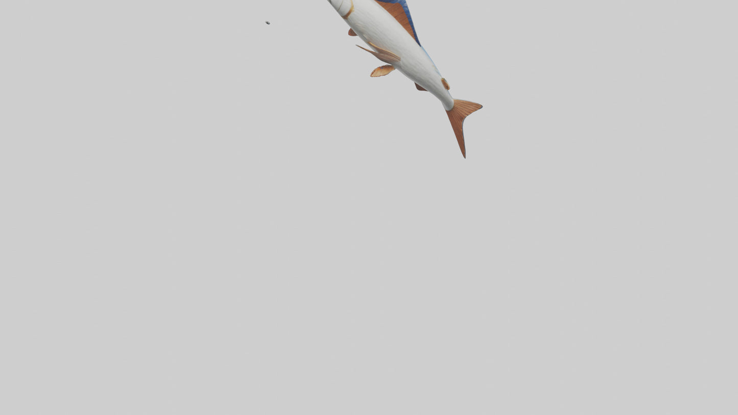 Flying Fish leaping model 3D model
