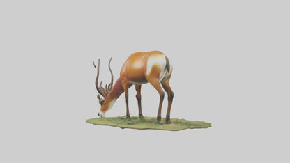 Forest Antelope grazing model 3D model