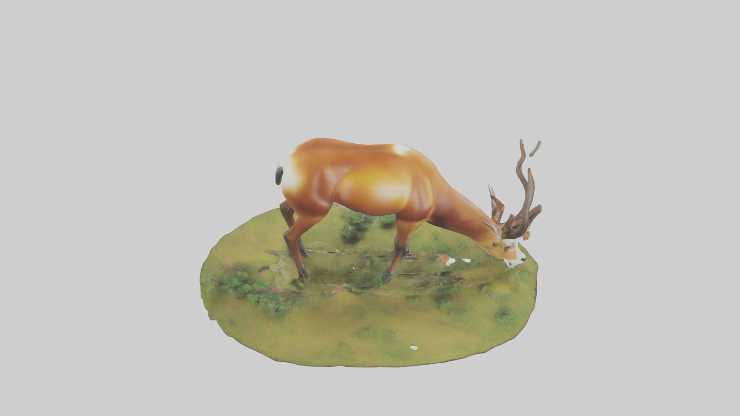 Forest Antelope grazing model 3D model